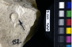 Foto (Detailansicht) von Goniodromites bidentatus (Reuss, 1858) (NHMW-GEO-1990-0041-0152)